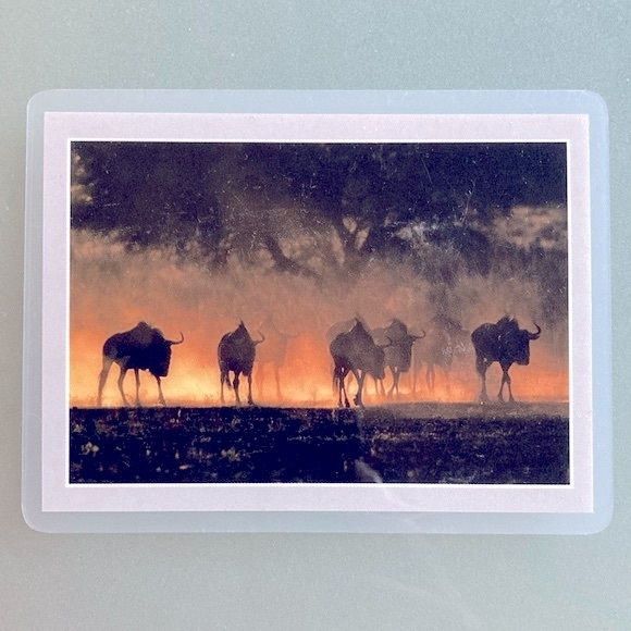 Vintage Safari Photo Magnets Set of 3 South Africa - Picture 3 of 6